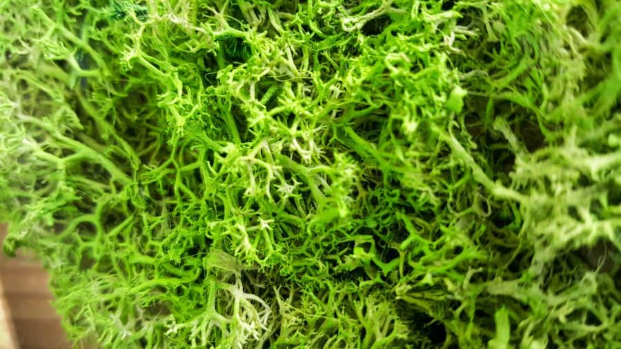 We love using moss in our craft projects, but unfortunately it dries and fades over time leaving your project looking bleh. Here’s an easy way to revive moss for craft projects and get it to look fresh and bouncy again. #tipsandtricks #freshenmoss #acraftymix #revivemoss #crafttutorial
