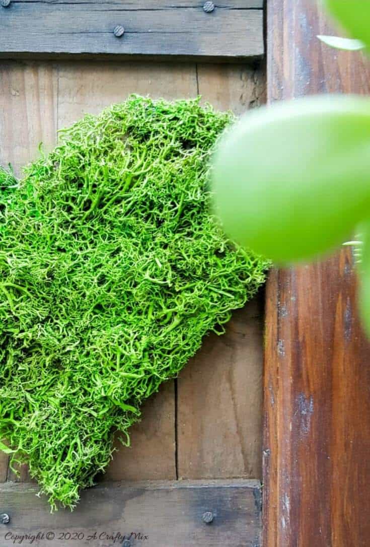 We love using moss in our craft projects, but unfortunately it dries and fades over time leaving your project looking bleh. Here’s an easy way to revive moss for craft projects and get it to look fresh and bouncy again. #tipsandtricks #freshenmoss #acraftymix #revivemoss #crafttutorial
