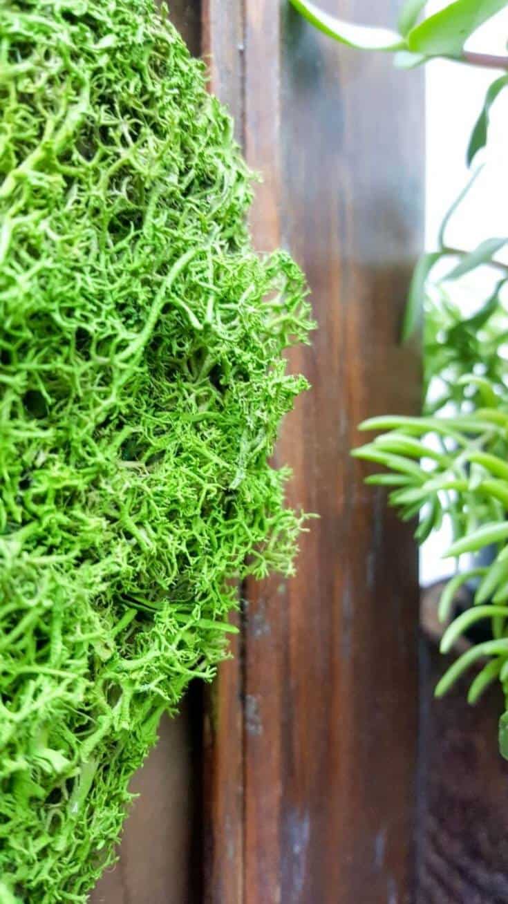 We love using moss in our craft projects, but unfortunately it dries and fades over time leaving your project looking bleh. Here’s an easy way to revive moss for craft projects and get it to look fresh and bouncy again. #tipsandtricks #freshenmoss #acraftymix #revivemoss #crafttutorial