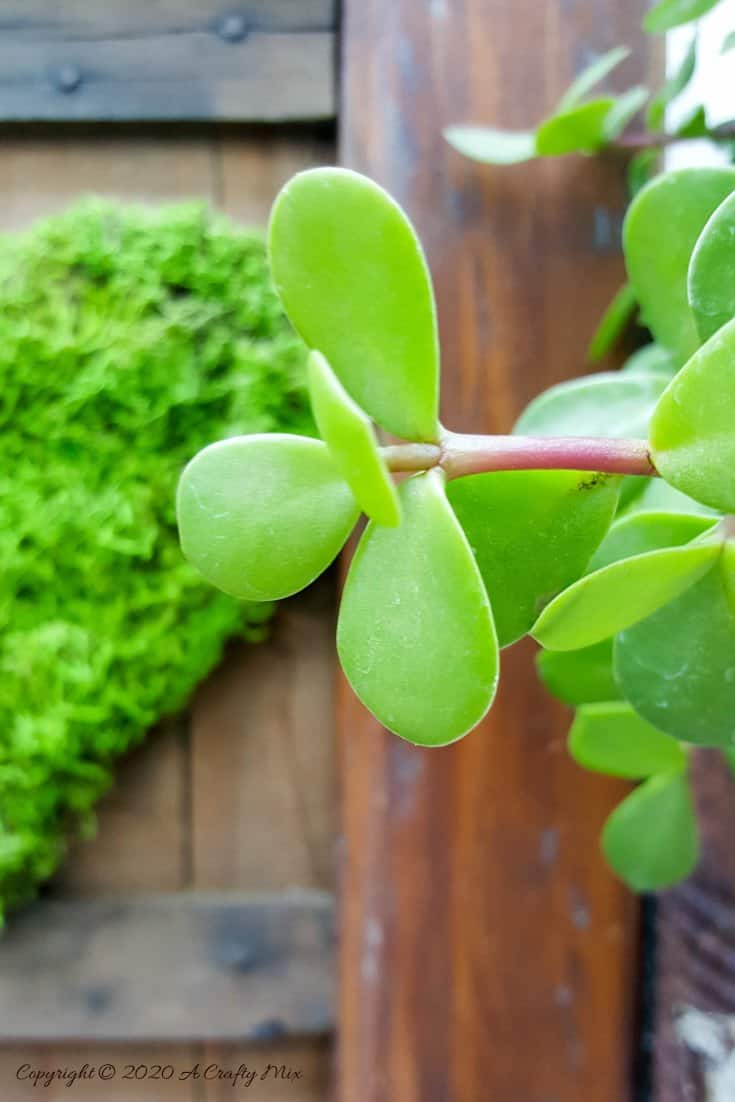 We love using moss in our craft projects, but unfortunately it dries and fades over time leaving your project looking bleh. Here’s an easy way to revive moss for craft projects and get it to look fresh and bouncy again. #tipsandtricks #freshenmoss #acraftymix #revivemoss #crafttutorial