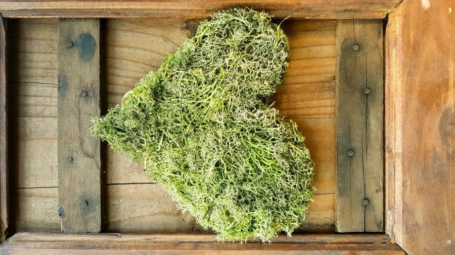 Dried and faded moss that desperately needs to be revived with the easy tutorial