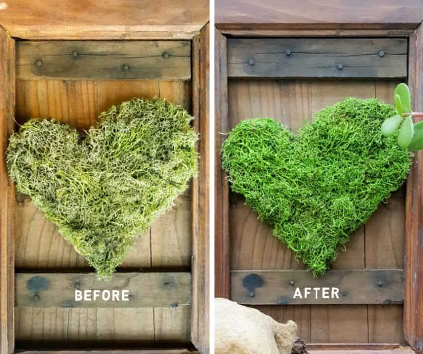 We love using moss in our craft projects, but unfortunately it dries and fades over time leaving your project looking bleh. Here’s an easy way to revive moss for craft projects and get it to look fresh and bouncy again. #tipsandtricks #freshenmoss #acraftymix #revivemoss #crafttutorial