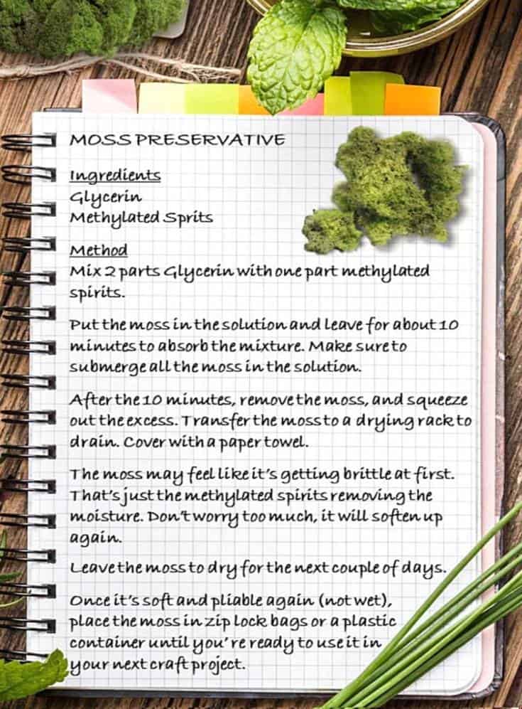 How to preserve fresh moss for craft projects. #tipsandtricks #freshenmoss #acraftymix #revivemoss #crafttutorial