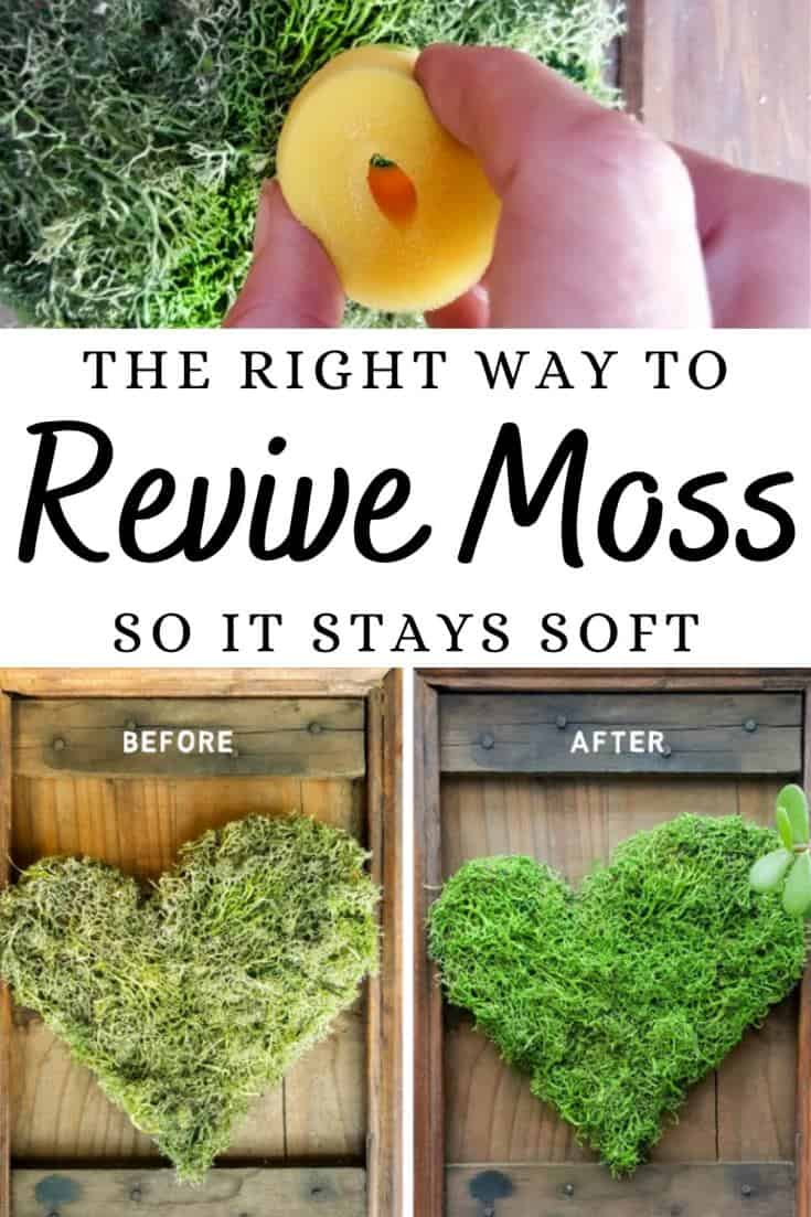 We love using moss in our craft projects, but unfortunately it dries and fades over time leaving your project looking bleh. Here’s the right way to revive moss for craft projects and get it to look fresh and bouncy again. #tipsandtricks #freshenmoss #acraftymix #revivemoss #crafttutorial