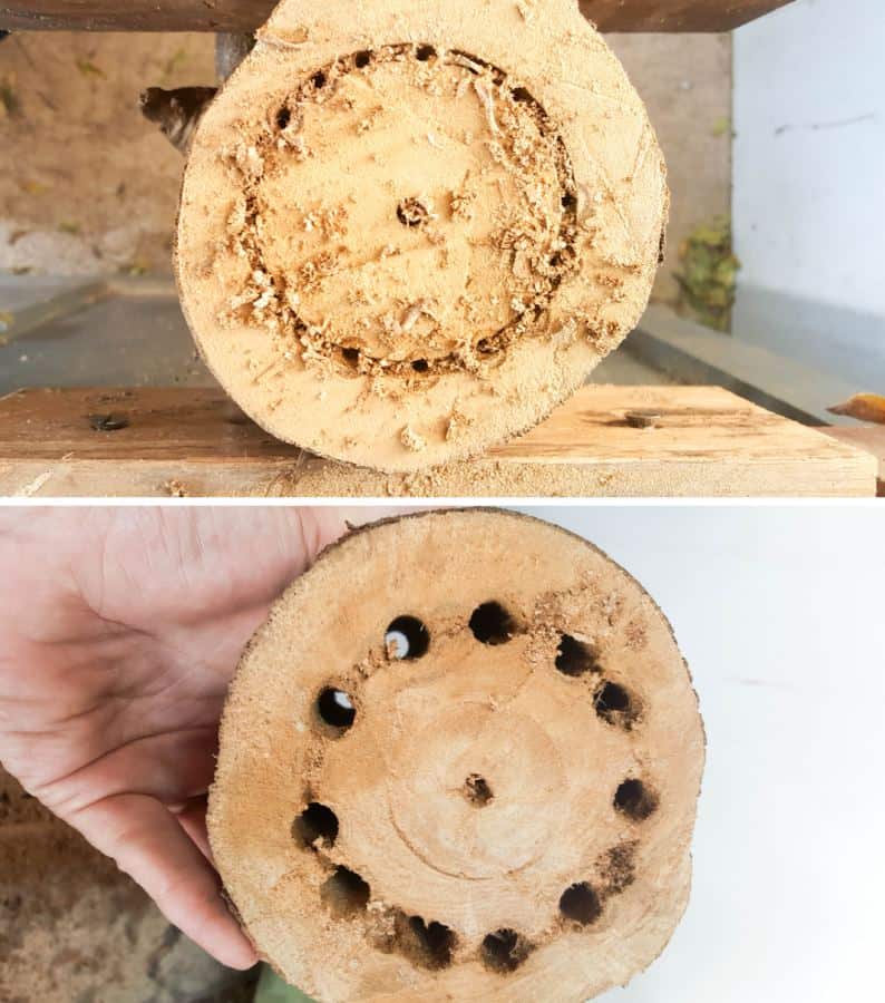 To make the hole in the centre, drill holes all the way around and through the branch