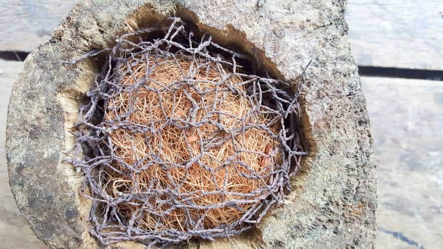 Add chicken mesh and coconut fibre at the bottom of the mug