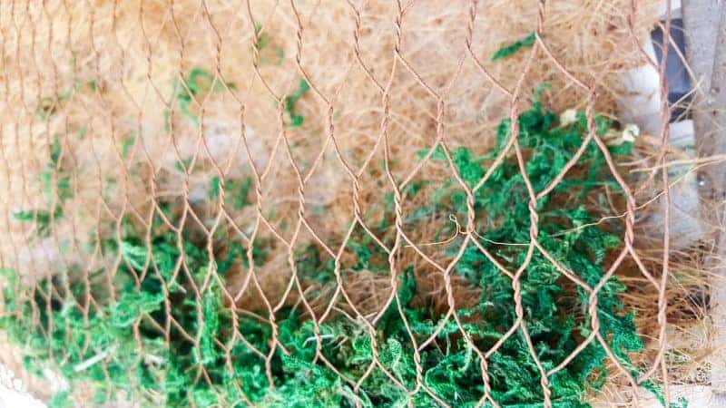 I love the contrast between the gorgeous green moss and the rusty chicken wire