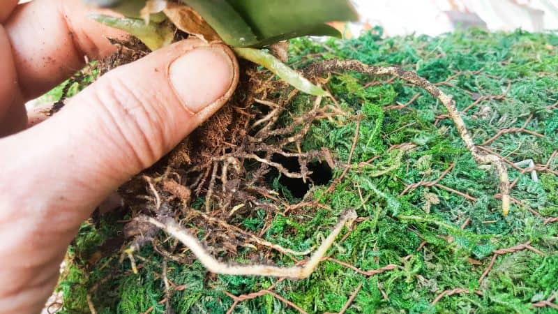 Make a hole in the chicken wire, moss and coconut fibre and plant the succulents