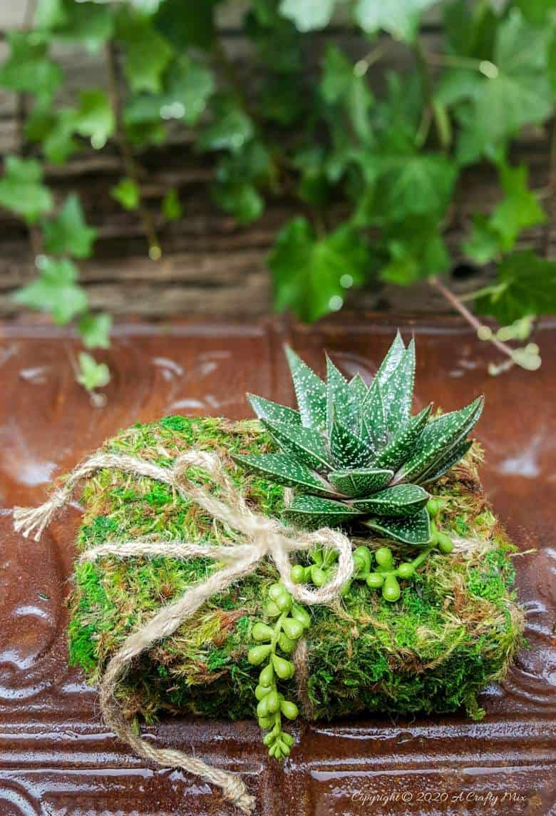Quick, easy, and budget-friendly there’s nothing quite as special as gift that’s homemade and inspired by nature. #PlanterGiftIdeas #SucculentPlanter #DIYGiftIdeas #ACraftyMix #DIYPlanter #RecycledPlanter