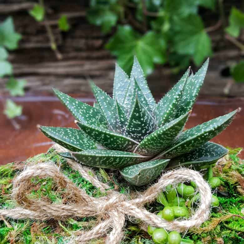 Quick, easy, and budget-friendly there’s nothing quite as special as gift that’s homemade and inspired by nature. And this Succulent Gift Box Planter ticks all of those boxes #PlanterGiftIdeas #SucculentPlanter #DIYGiftIdeas #ACraftyMix #DIYPlanter #RecycledPlanter