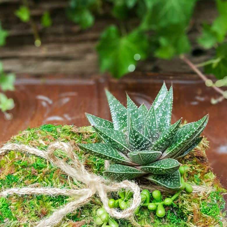 Quick, easy, and budget-friendly there’s nothing quite as special as gift that’s homemade and inspired by nature. And this Recycled Succulent Gift Box Planter ticks all of those boxes #PlanterGiftIdeas #SucculentPlanter #DIYGiftIdeas #ACraftyMix #DIYPlanter #RecycledPlanter