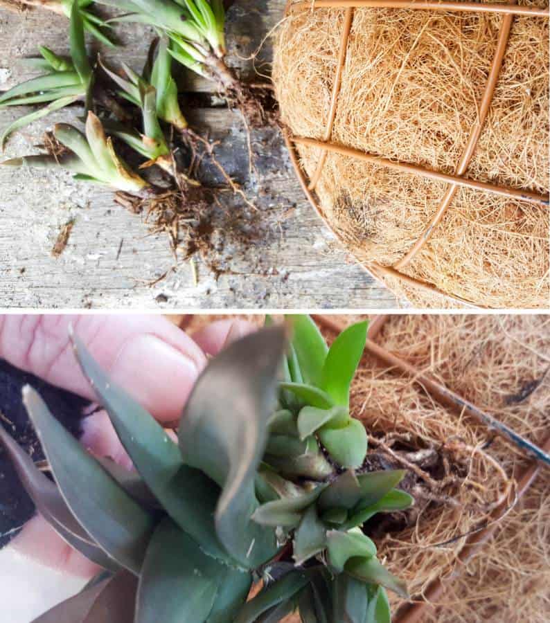 Carefully tuck the succulents inside the holes you made earlier