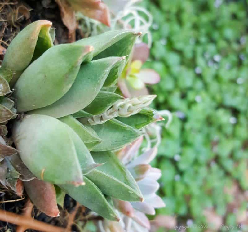 This living succulent mushroom planter is much easier to make than you might think. It takes a little time, but once those succulents take root and start spreading it puts on such a gorgeous display. #Succulentplanter #uniqueplanter #ACraftyMix #PlanterIdeas