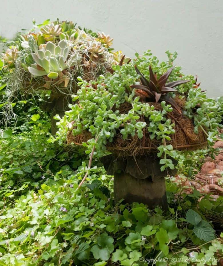 This living succulent mushroom planter is much easier to make than you might think. It takes a little time, but once those succulents take root and start spreading it puts on such a gorgeous display. #Succulentplanter #uniqueplanter #ACraftyMix #PlanterIdeas