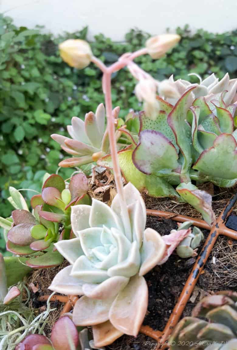 This living succulent mushroom planter is much easier to make than you might think. It takes a little time, but once those succulents take root and start spreading it puts on such a gorgeous display. #Succulentplanter #uniqueplanter #ACraftyMix #PlanterIdeas