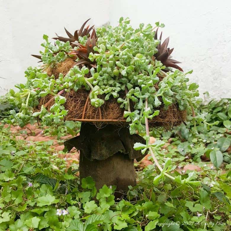 This living succulent mushroom planter is much easier to make than you might think. It takes a little time, but once those succulents take root and start spreading it puts on such a gorgeous display. #Succulentplanter #uniqueplanter #ACraftyMix #PlanterIdeas