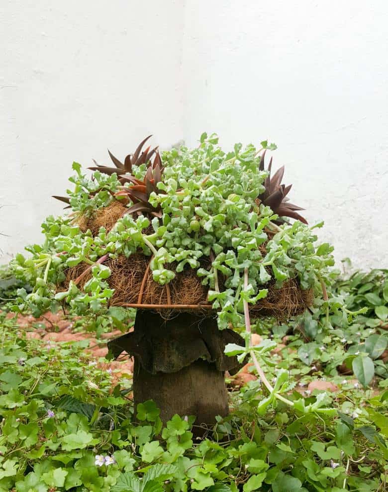 This gorgeous succulent mushroom planter is much easier to make than you might think. It takes a little time, but once those succulents take root and start spreading it puts on such a gorgeous display. #Succulentplanter #uniqueplanter #ACraftyMix #PlanterIdeas