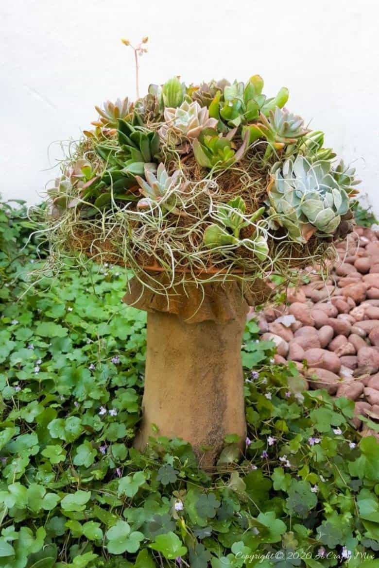 This living succulent mushroom planter is much easier to make than you might think. It takes a little time, but once those succulents take root and start spreading it puts on such a gorgeous display. #Succulentplanter #uniqueplanter #ACraftyMix #PlanterIdeas