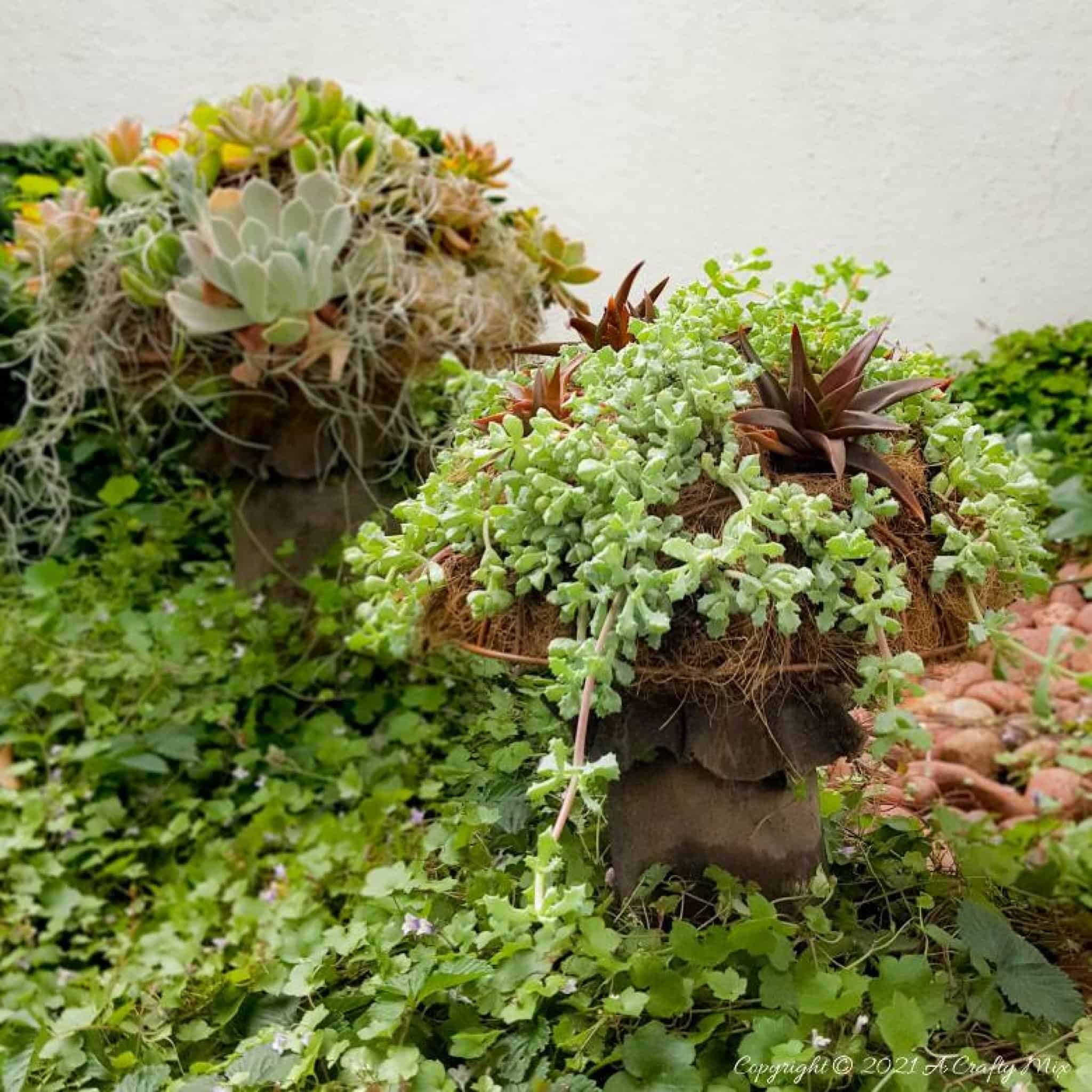How to Make a Succulent Mushroom Planter A Crafty Mix