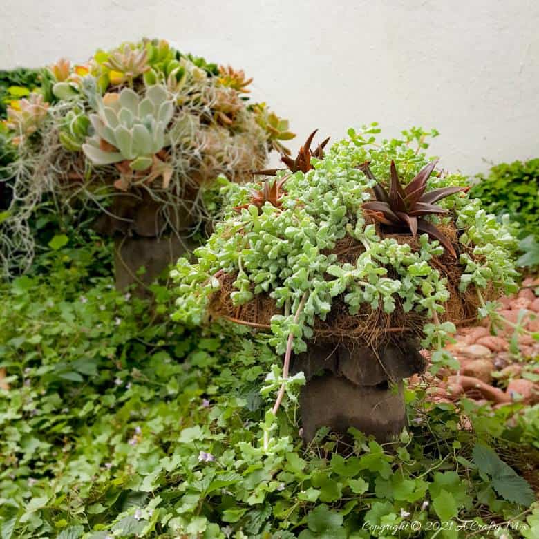 These gorgeous succulent mushroom planters are much easier to make than you might think. It takes a little time, but once those succulents take root and start spreading it puts on such a stunning display. #Succulentplanter #uniqueplanter #ACraftyMix #PlanterIdeas