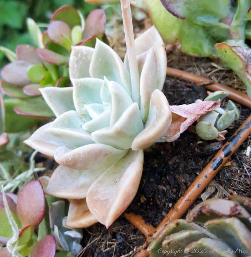 This living succulent mushroom planter is much easier to make than you might think. It takes a little time, but once those succulents take root and start spreading it puts on such a gorgeous display. #Succulentplanter #uniqueplanter #ACraftyMix #PlanterIdeas