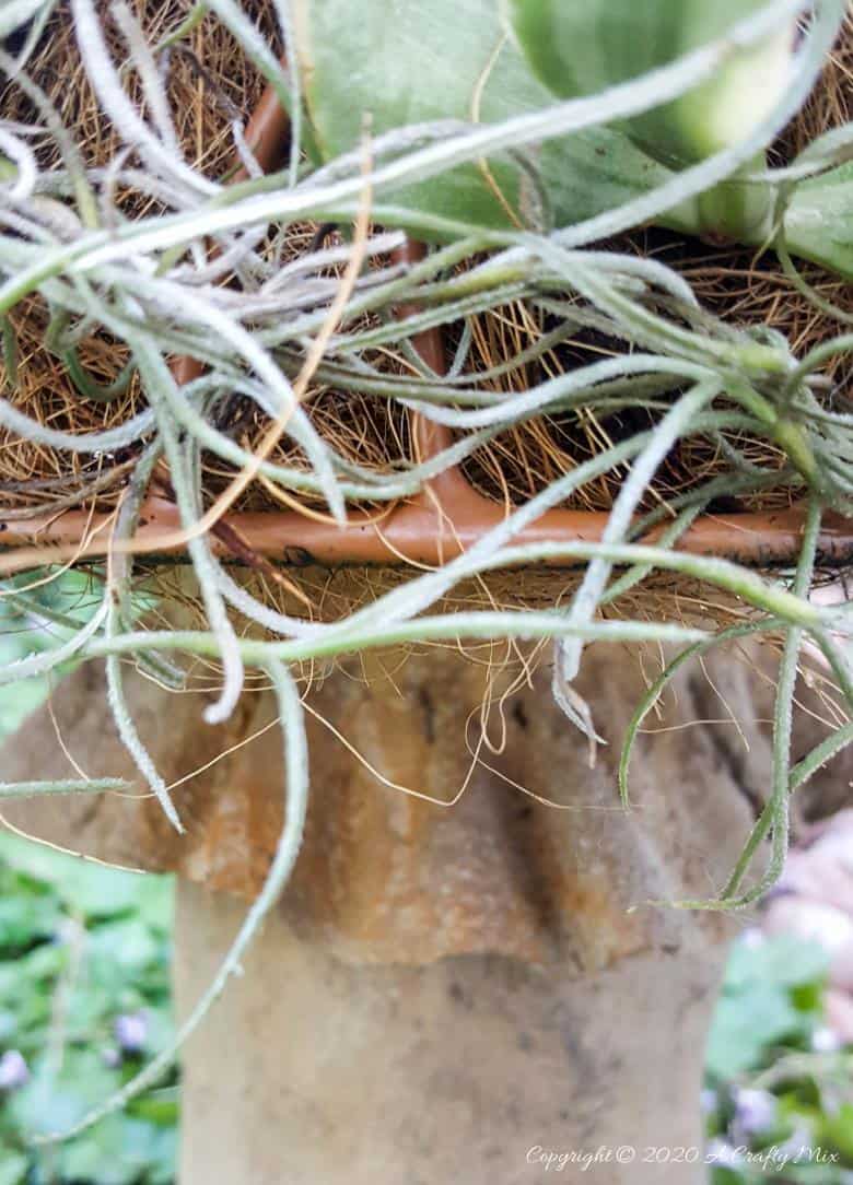 This living succulent mushroom planter is much easier to make than you might think. It takes a little time, but once those succulents take root and start spreading it puts on such a gorgeous display. #Succulentplanter #uniqueplanter #ACraftyMix #PlanterIdeas
