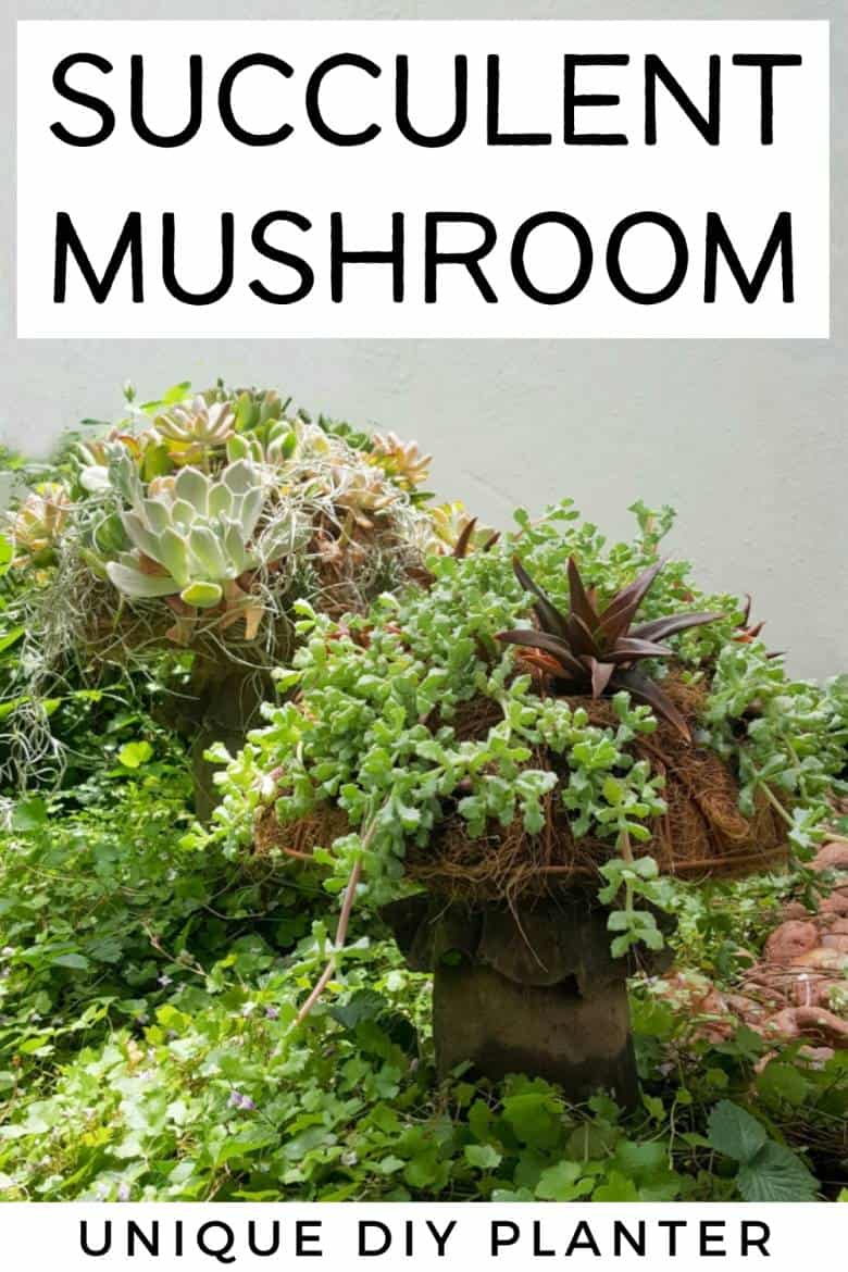 These gorgeous succulent mushroom planters are much easier to make than you might think. It takes a little time, but once those succulents take root and start spreading it puts on such a stunning display. #Succulentplanter #uniqueplanter #ACraftyMix #PlanterIdeas
