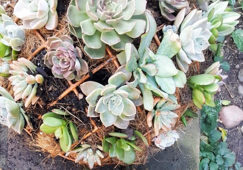 This living succulent mushroom planter is much easier to make than you might think. It takes a little time, but once those succulents take root and start spreading it puts on such a gorgeous display. #Succulentplanter #uniqueplanter #ACraftyMix #PlanterIdeas