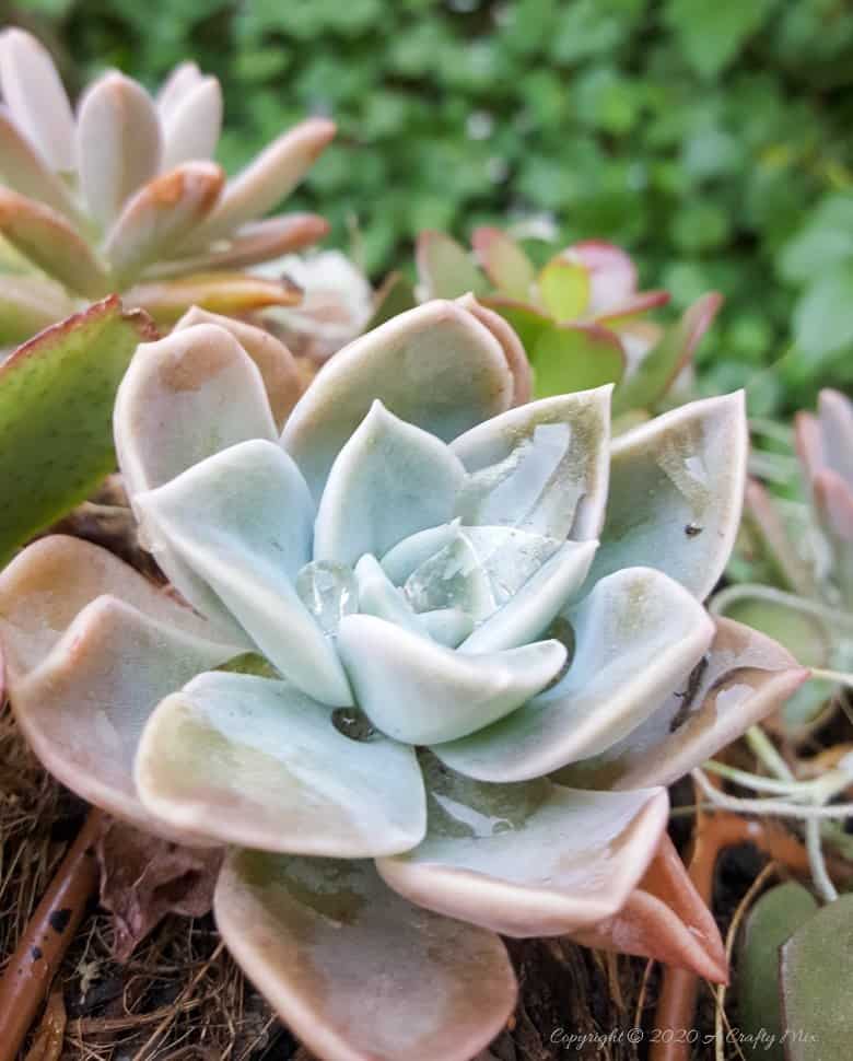 This living succulent mushroom planter is much easier to make than you might think. It takes a little time, but once those succulents take root and start spreading it puts on such a gorgeous display. #Succulentplanter #uniqueplanter #ACraftyMix #PlanterIdeas