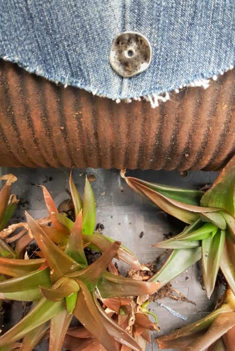 A collection of small succulents ready for planting