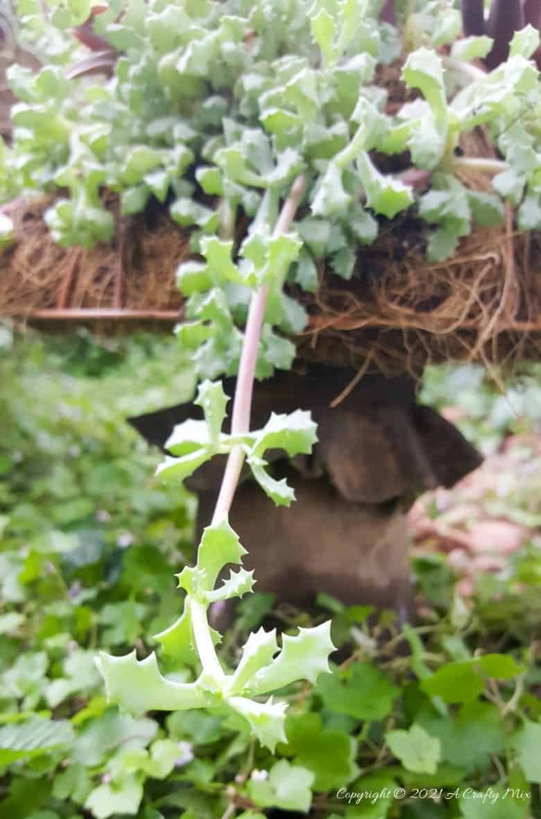 This living succulent mushroom planter is much easier to make than you might think. It takes a little time, but once those succulents take root and start spreading it puts on such a gorgeous display. #Succulentplanter #uniqueplanter #ACraftyMix #PlanterIdeas