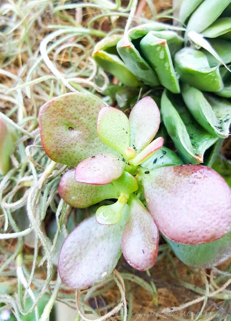 This living succulent mushroom planter is much easier to make than you might think. It takes a little time, but once those succulents take root and start spreading it puts on such a gorgeous display. #Succulentplanter #uniqueplanter #ACraftyMix #PlanterIdeas