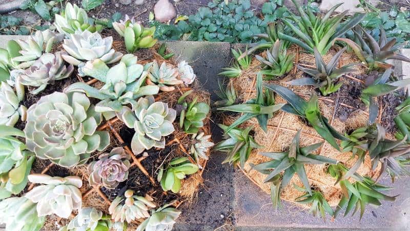 This living succulent mushroom planter is much easier to make than you might think. It takes a little time, but once those succulents take root and start spreading it puts on such a gorgeous display. #Succulentplanter #uniqueplanter #ACraftyMix #PlanterIdeas