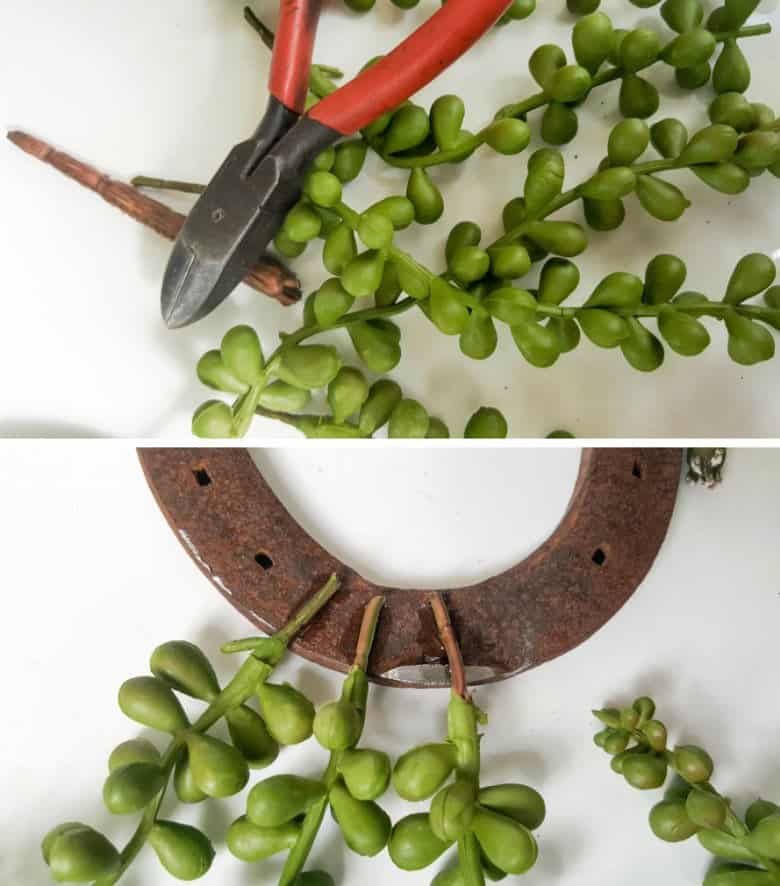 Cut the faux succulents and glue onto the horseshoe