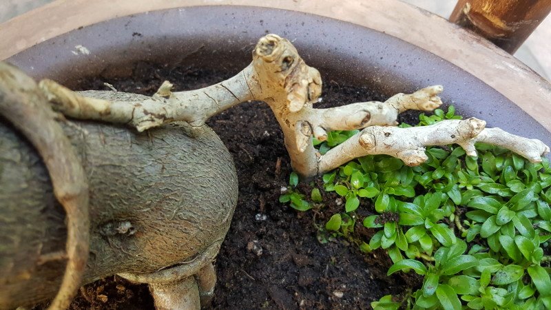 When planning a fairy garden, it's always a good idea to add the hard landscaping first