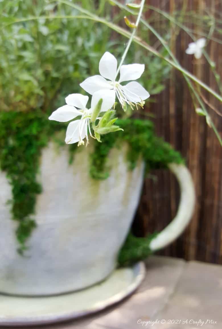 Make a statement in the garden with this DIY Oversized Teacup and Saucer Planter. You can also use it as a prop at your next Alice in Wonderland tea party. #TeacupPlanter #GiantTeaCup #ACraftyMix #DIYPlanter