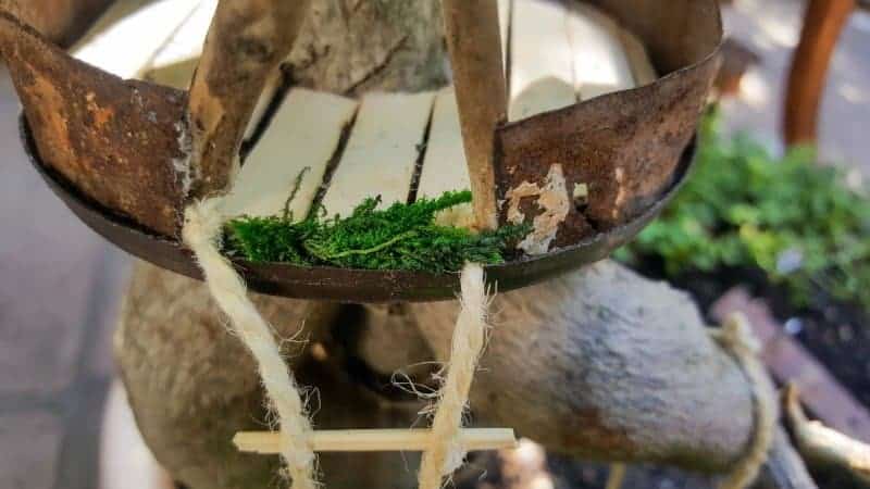 Fill any obvious gaps with moss