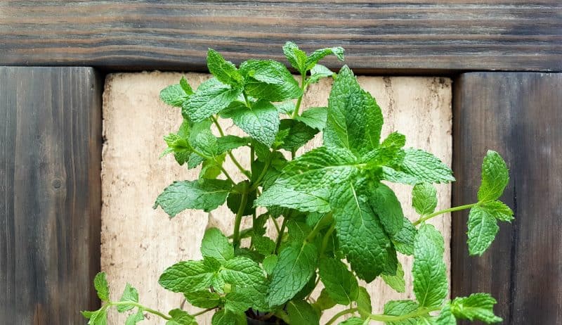I love this fresh twist on the traditional herb garden. The framed bouquet of fresh herbs can be propped on the counter or hang it up if you prefer to keep your counters clutter free. #IndoorHerbs #IndoorGarden #FramedGarden #ACraftyMix #DistressedWall #DistressedFrame #GardenInspiration#FreshHerbs