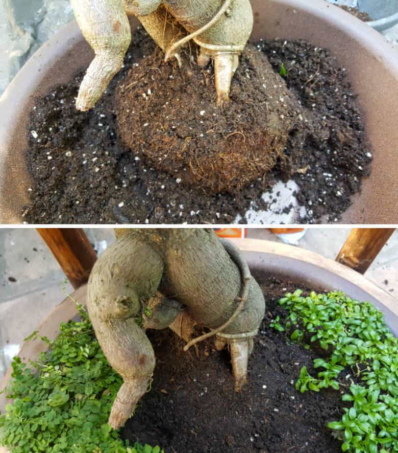 Fill the bowl with potting soil and add the plants