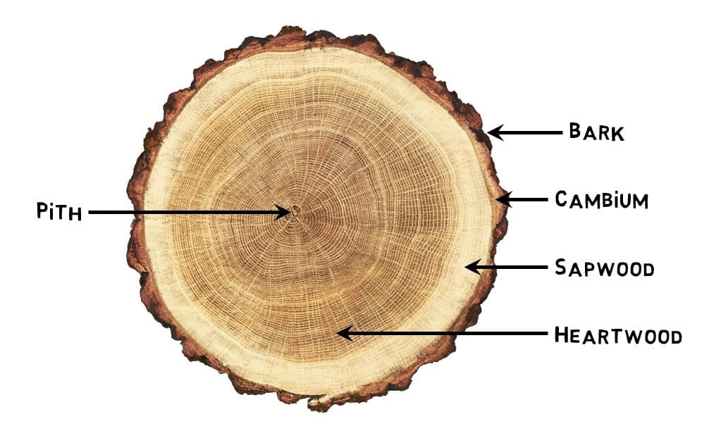 Why a tree stump cracks