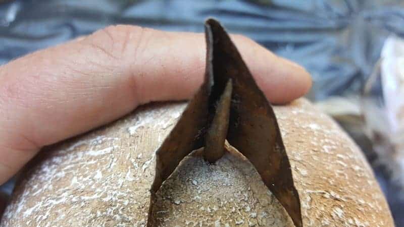 Glue the rusty metal beak onto the skewer and trim away any excess