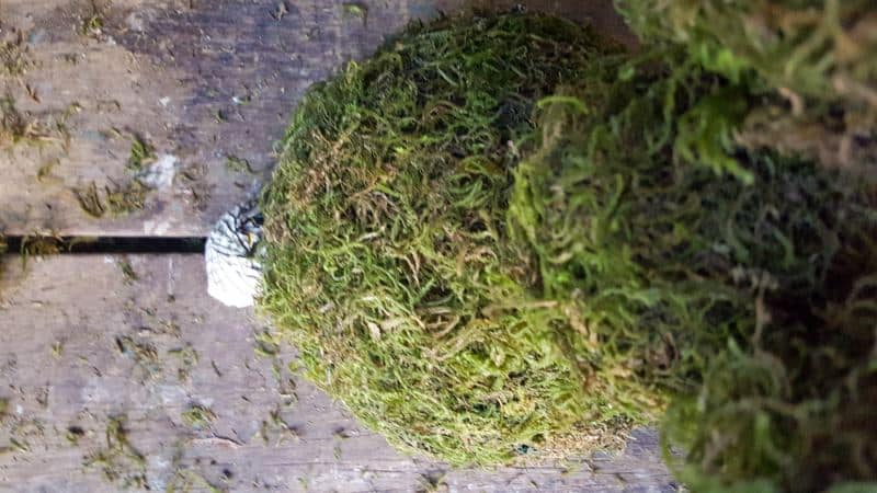 Make a small newspaper ball for the bunny tail