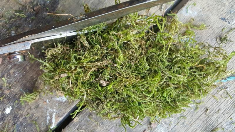 Neaten up the moss by trimming with a pair of scissors