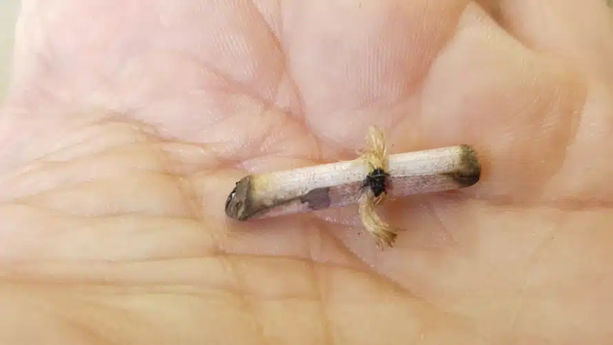 A close up view of the tiny pixie scroll with wax seal