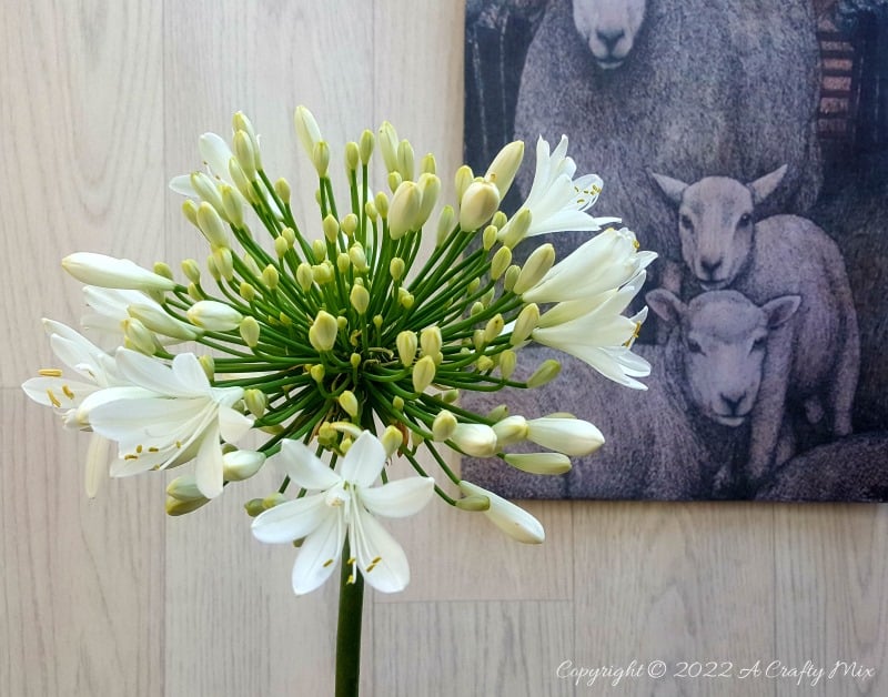 A gorgeous white Agapanthus (African Lily) close up