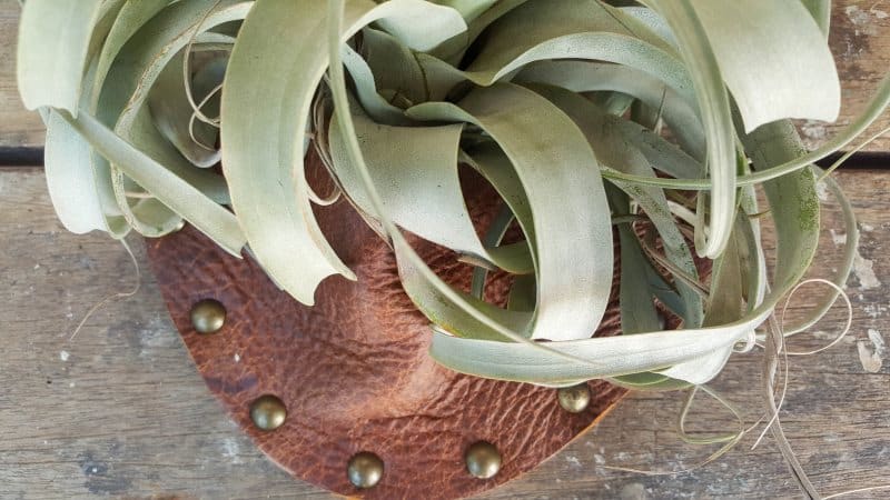 Check if the air plant fits inside the pocket