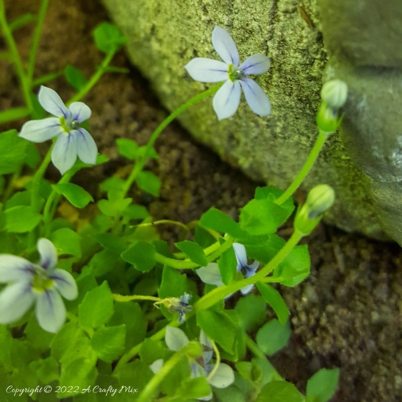 We all need a little fun and magic in the garden, which is why we made this &ldquo;Not Mushroom&rdquo; fairy house planter. And while the mushroom looks like it was cast in concrete, it actually uses a large polystyrene form as a base. Come see how we made this one. #Gardendecor #Acraftymix #fairygarden