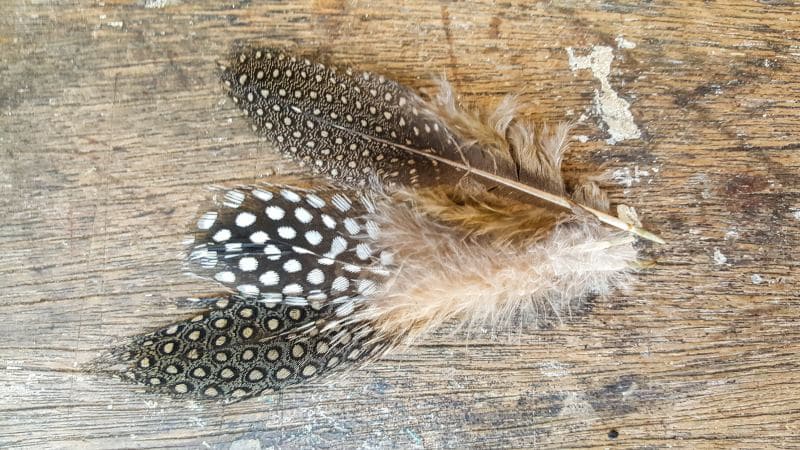 Beautiful coffee dyed feathers