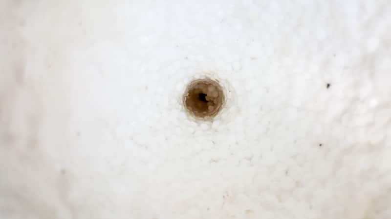 Insert the pvc pipe to create drainage in the mushroom