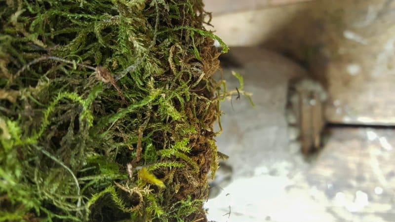 Add the moss and pat it down firmly into the glue